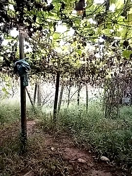 ngan-cute on StripChat 